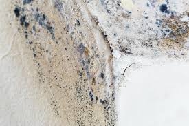 Mold Odor Removal Services in Franklin, LA